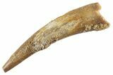 Fossil Pterosaur (Siroccopteryx) Tooth - Morocco #360001-1